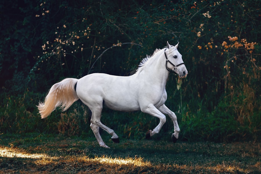 Local Stables